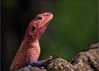 Mwanza Flat Headed Lizard by Richard Hall LRPS CPAGB